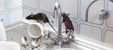 شركة مكافحة الفئران بالدمام | شركة امواج كلين