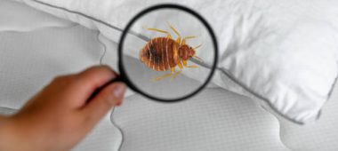 شركة مكافحة بق الفراش بالدمام والخبر والقطيف والظهران | شركة امواج كلين