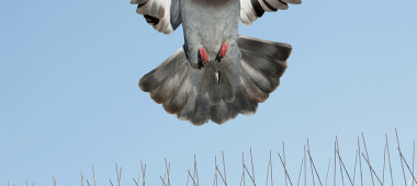 شركة تركيب طارد بالدمام والخبر والقطيف والظهران | شركة امواج كلين