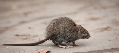 شركة مكافحة الفئران بالدمام والخبر والقطيف والظهران | شركة امواج كلين