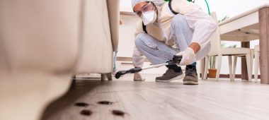 شركة مكافحة حشرات بالدمام | شركة امواج كلين