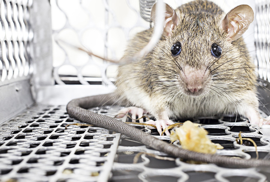 شركة مكافحة الفئران بالدمام والخبر والقطيف والظهران | شركة امواج كلين