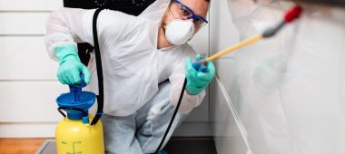 شركة مكافحة النمل الأبيض بالدمام والخبر والقطيف والظهران | شركة امواج كلين